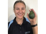 HASS AVOCADOS Each LARGE Size (FIRM) KATIKATI Grown 